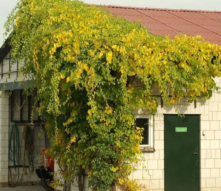 Древогубец краснопузырник изящная лиана для вертикального озеленения Древогубец (краснопузырник): изящная лиана для вертикального озеленения